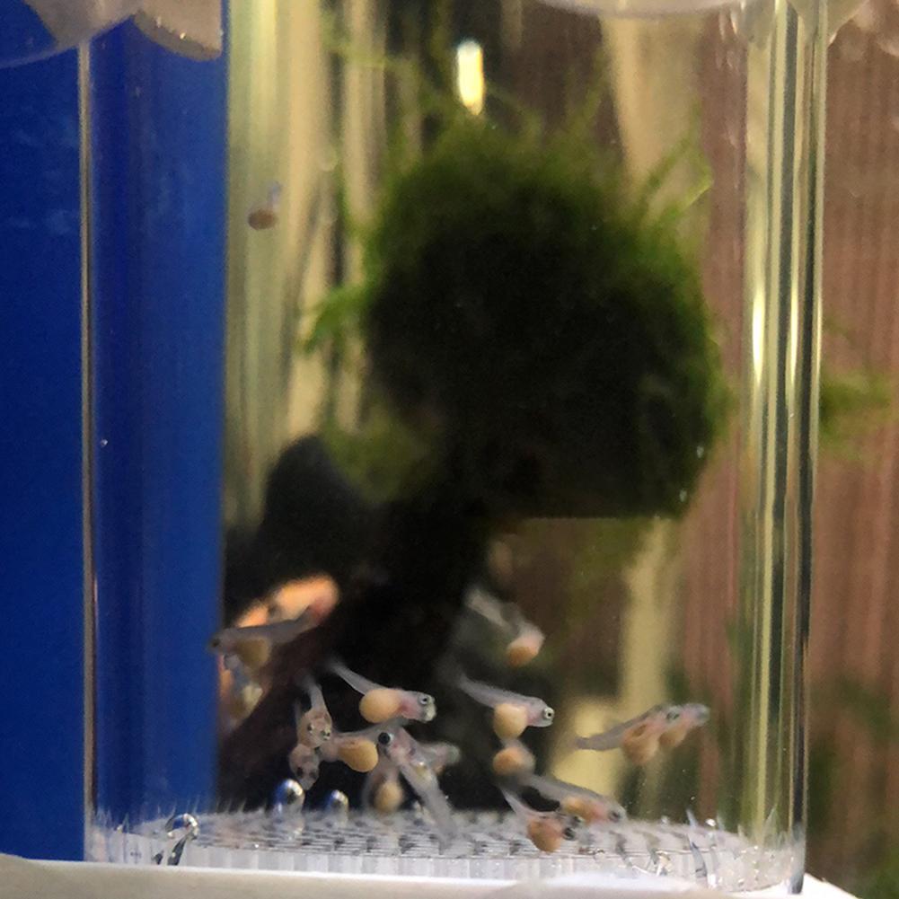 Incubadora de Huevos de Peces  - Marine Aquarium Kit reseña y precio